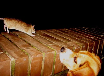 Rata y perro