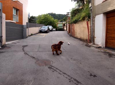 Chutarle una pelota a Mel #3