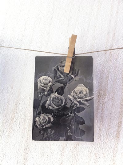 Flores del pasado Flores del pasado