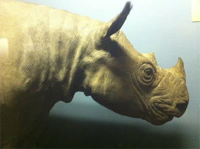 Detenido rinoceronte sospechoso