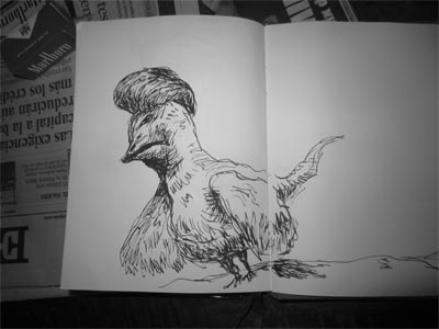 Gallina roquera Gallina roquera