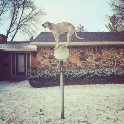 El perro, ese sufrido amigo