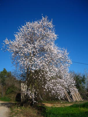 Almendro en Banyoles