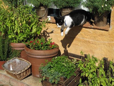 El temible gato Charlie El temible gato Charlie