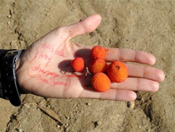 Colección de otoño #1 Colección de otoño #1