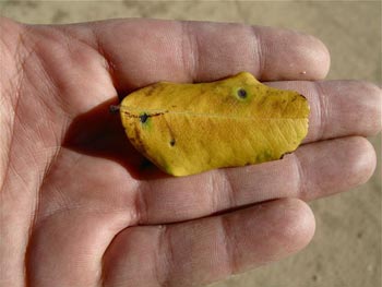 Colección de otoño #3 Colección de otoño #3