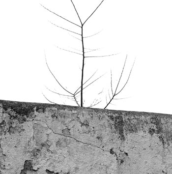 Antena vegetal Antena vegetal